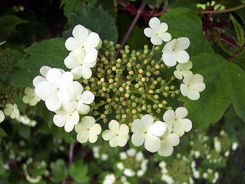 F&G Supplies 10 Guelder Rose Field Grown Bare Root 3-4 ft (90-120cm) Shade Loving, Wildlife Friendly, Hedging Plants and Large Flowering Shrub.
