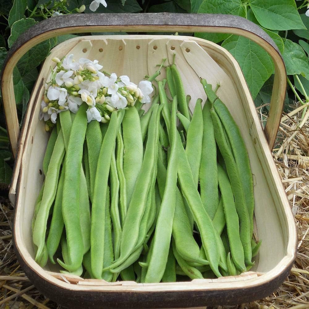 Runner Bean Seeds 'Moonlight' Half-Hardy Annual Vegetable Garden Plants Easy to Grow Your Own Weather Resistant and High Yielding 1 Packet 40 Seeds by Thompson and Morgan - Image 4