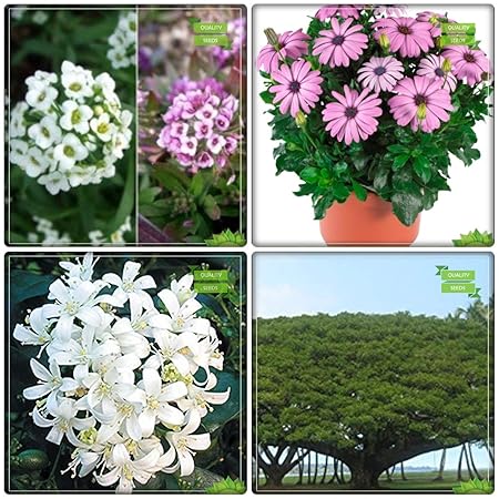 Creative Farmer Seeds And Plants Combo Flower Tree : Orange Jasmine, French Tamarind, Alyssum, Osteopermum-Mix Flower Seeds For Gardening