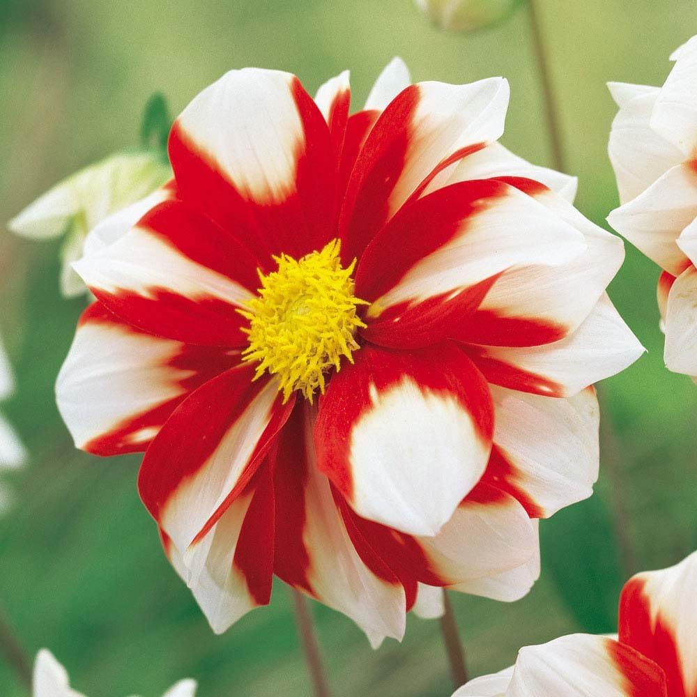 3 X Dahlia 'Fire and Ice' Tubers - Size 1 - FREE P&P - Millthorpe Plant Centre