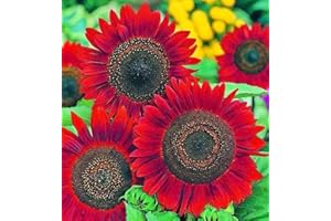 RattleFree Velvet Queen Sunflower Seeds for Planting | Heirloom | Non-GMO | 50 Sunflower Seeds per Planting Packet | Fresh Garden Seeds