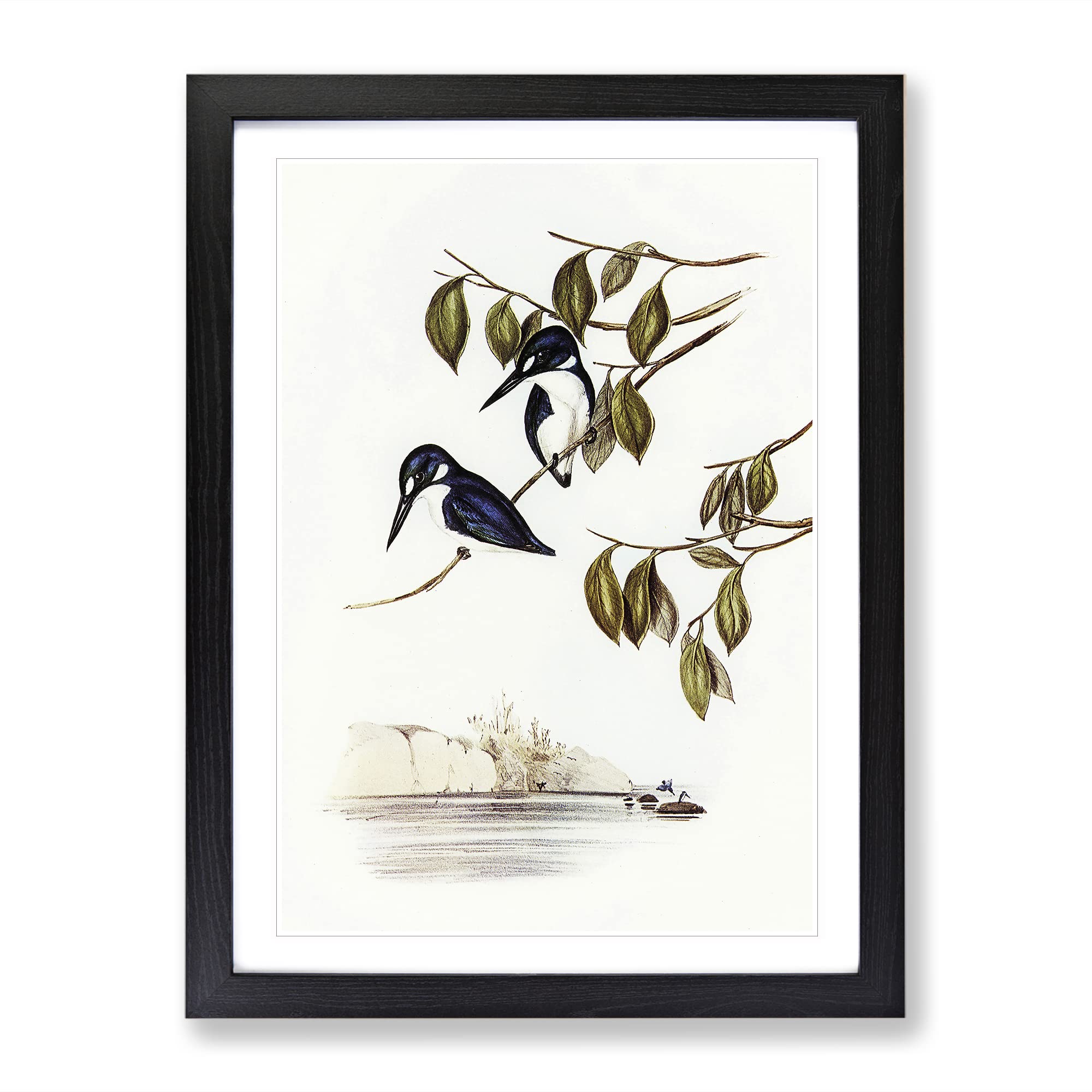 Little Kingfishers By Elizabeth Gould Vintage Framed Wall Art Print, Ready to Hang Picture for Living Room Bedroom Home Office Décor, Black A4 (34 x 25 cm)