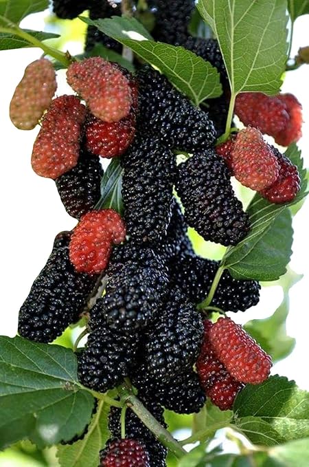 Nema Dwarf Everbearing Long Mulberry Fruit Seeds-Red-50Pcs