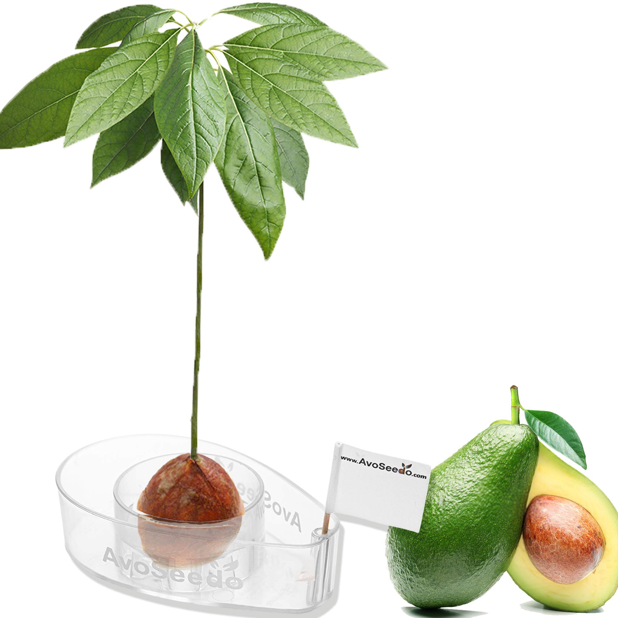 AvoSeedo Avocado Tree Growing Kit - Practical Gardening Gifts for Women, Mom, Sister & Best Friend/Grow Avocado Plant Indoor with Unusual Pit Grower Boat/Kitchen Garden Seed Starter Gift