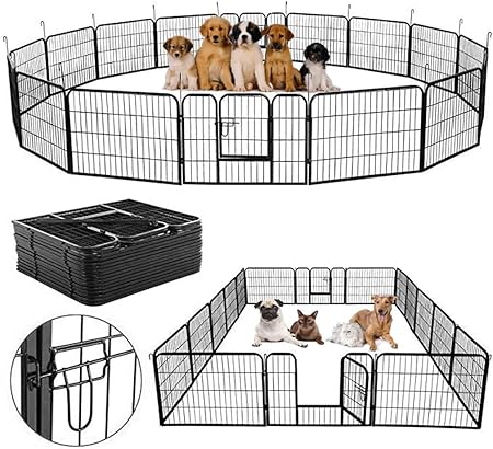 3 week old ragdoll kittens