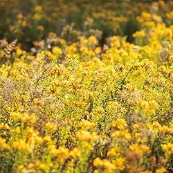 Aromatics International St. John's Wort Essential
