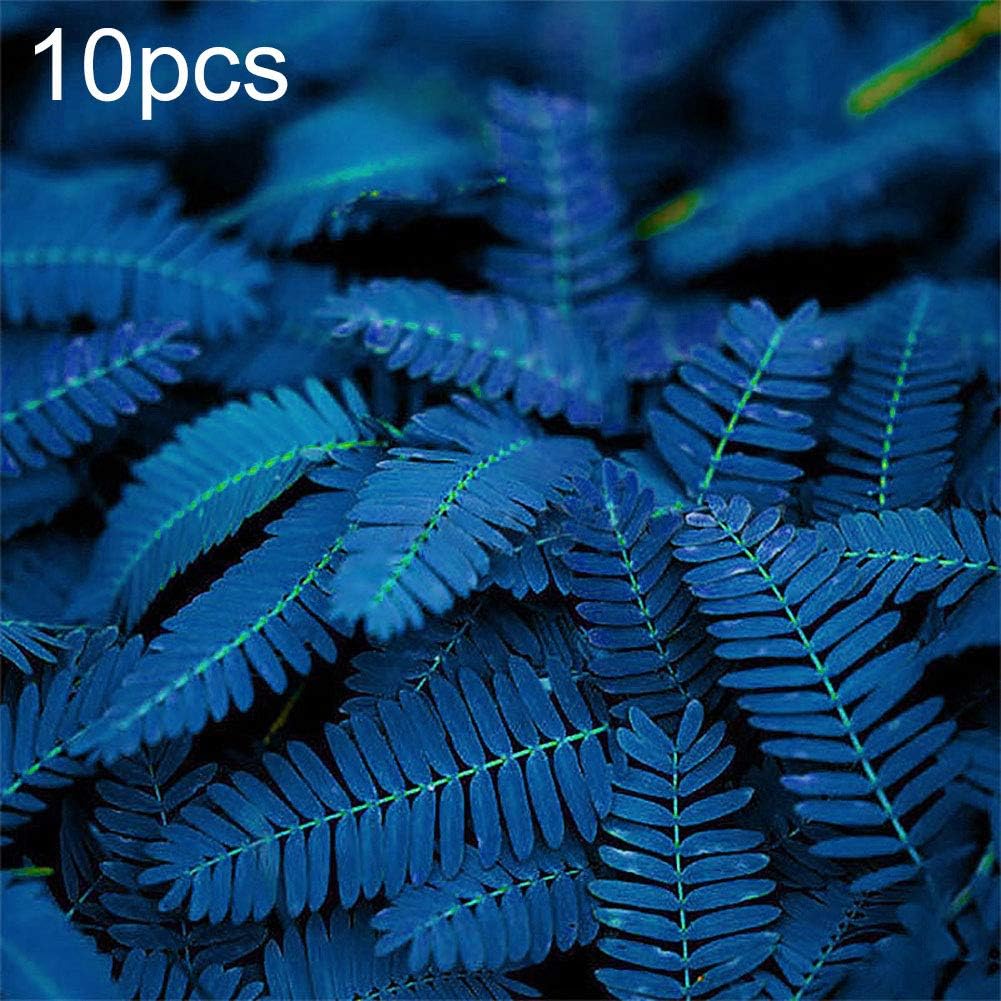 HeZelect Mimosa Seeds,Flower Seeds,Easy to Grow\Blue Color\Garden Balcony Outdoor Bonsai Perfume Flower Perennial Plant for Decorating Garden-10/20/50Pcs 10pcs Mimosa Pudica#