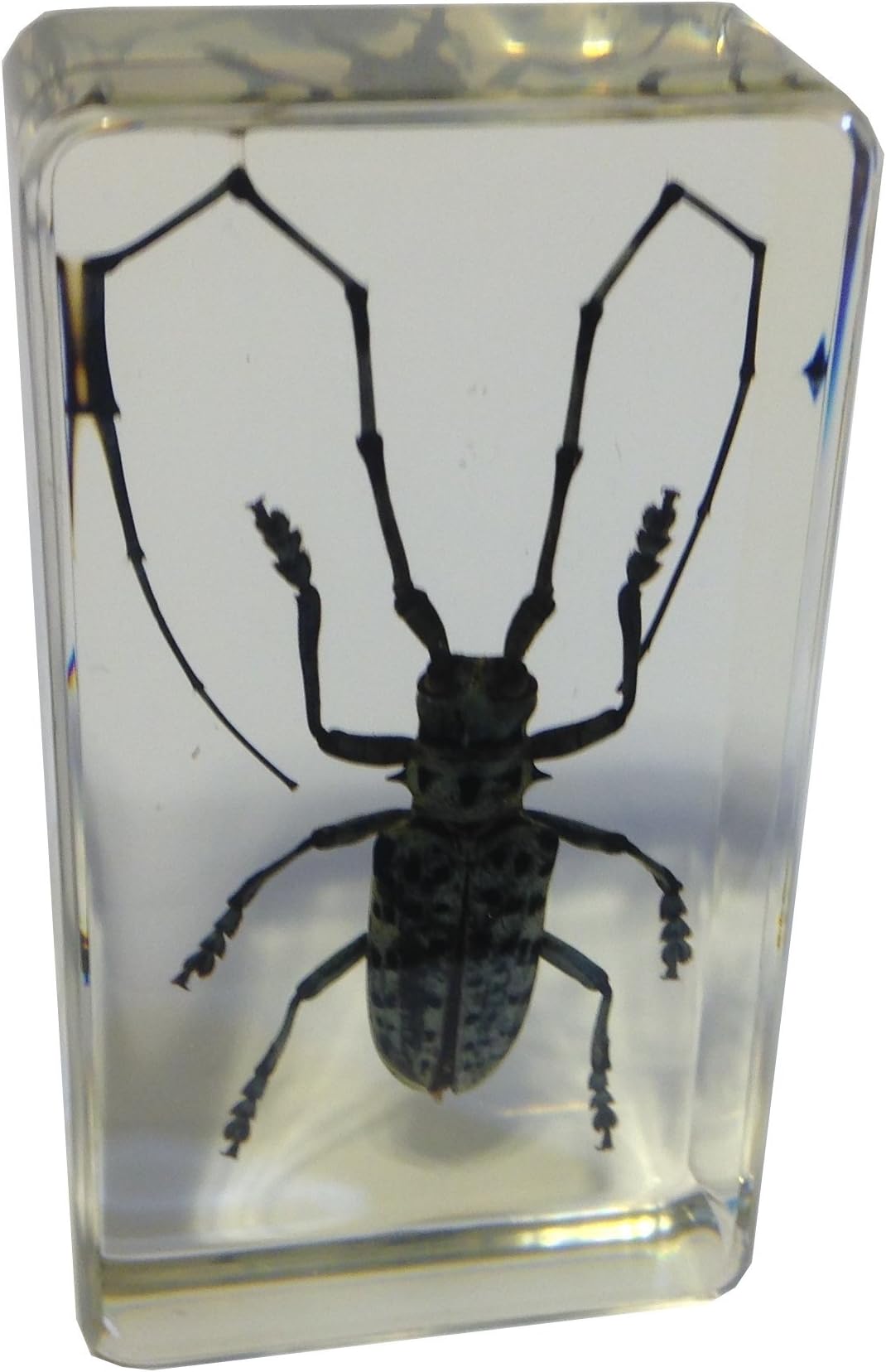 Spotted Blue Longhorn Beetle in Acrylic