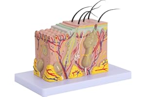 LVCHEN Skin Anatomical Model - Skin Layers Anatomy Model 35X Enlarged Anatomical Skin Model for Science Study or Patient Education