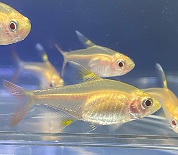 Amazon 熱帯魚 ゴールデンプリステラ ｍサイズ ３匹 東京倉庫出荷 アクアショップピラルク 観賞魚 水中生物 通販