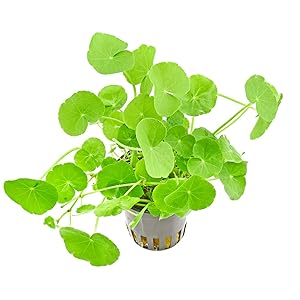 Premier Plants Amaze Aquarium Live Plants Hydrocotyle Leucocephala