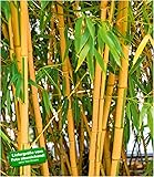 Horstbildender Bambus"Pingwu" (Fargesia robusta