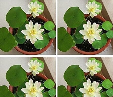 Amazon Com Seeds Market Rare Heirloom Bonsai White Nelumbo Nucifera Lotus Seeds Professional Pack 1 Seed Pack E Z To Grow Flower Garden Outdoor