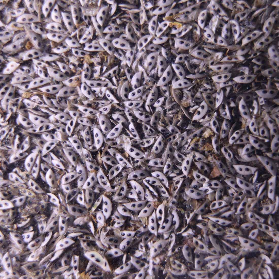 GREEN WATER FARM GreenWaterFarm Daphnia Magna Eggs Live Fish Food for Hatching and Culture Suitable for Feed Betta Fish