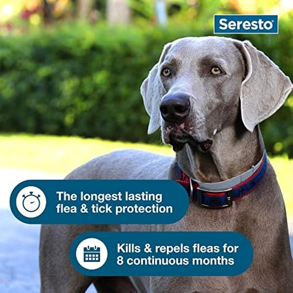 SERESTO LARGE DOG VET-RECOMMENDED FLEA & TICK TREATMENT & PREVENTION COLLAR FOR DOGS OVER 18 LBS. | 8 MONTHS PROTECTION