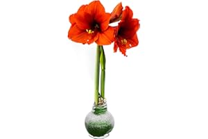 THE THREE COMPANY Snow Flecked Waxed Amaryllis Bulb - Green, Easy Care - No Watering Needed! Beautiful Live Decor - Ships Next Business Day