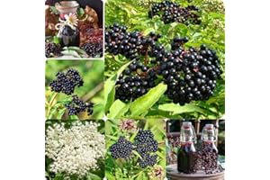 AVERAR 2 Elderberry Plants Live 6 to 12 Inches Height, Sweet Elderberry Bushes Live Plants, Black American Elderberry Fruits Trees