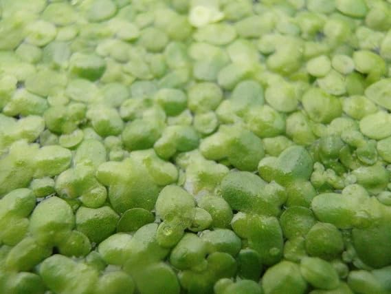 1 Porción Lenteja de agua Aprox. 1000 pcs. Lemna minor: Amazon.es ...