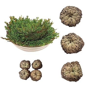 Fabseller Selaginella Fleurs De Jericho 500 G Amazonfr