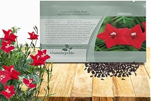 Outsidepride Red Cypress Vine Seeds - 100 Pcs Annual Flower Seeds with Nectar-Rich, Star-Shaped Flowers & Feathery, Fern-Like Leaves for Fences, Trellises, Pergolas & Vertical Gardens