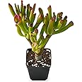 Sprout N Green Gollum Jade - Crassula Ovata Gollum, Rare Cute Succulent Plant Fully Rooted in 2" Pot