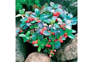 1 Bag 50 Pcs Plant Seeds, Cotoneaster Horizontalis Perennial Non-GMO Red Fruit Seeds Outdoor Rock Cotoneaster Seed Pack Seed 