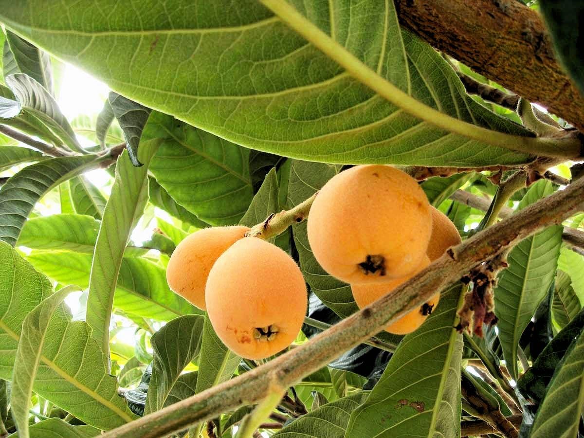 Loquat Tree Seedling Size for Sale (Live Bareroot Plant
