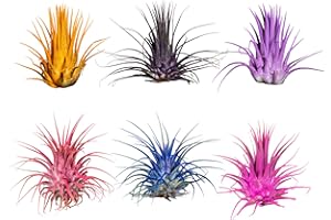 CALI KIWI PROS Air Plants - Tillandsia Ionantha - Organically Enhanced Color - Live Arrival Guaranteed - House Plants for Home Decor & Gift (6pk Mix)