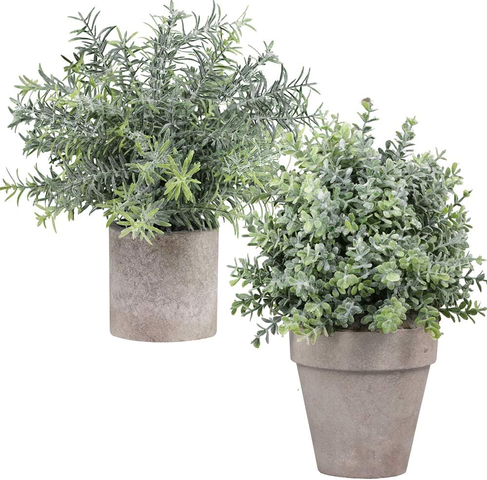 Best Green Home Decor Shrub