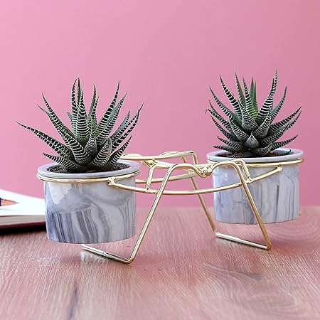 Ferns N Petals Haworthia Plant Duo In Ceramic Pots With Golden Stand