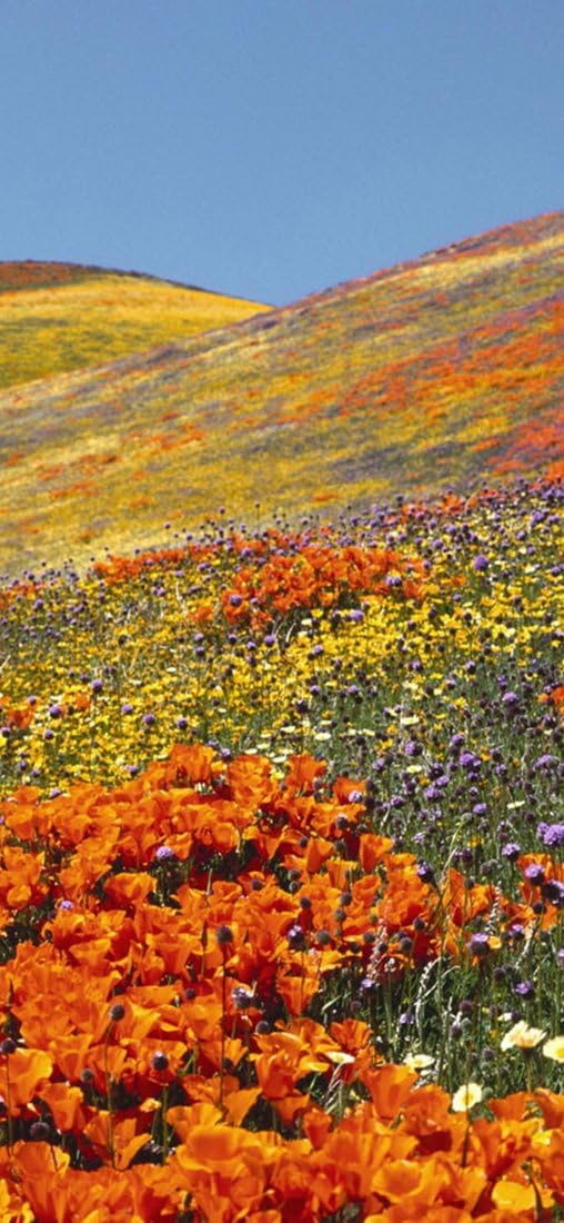 PeelitStickit, Beautiful Nature Wall Murals, ID-1374, vinyl, Multi-colour