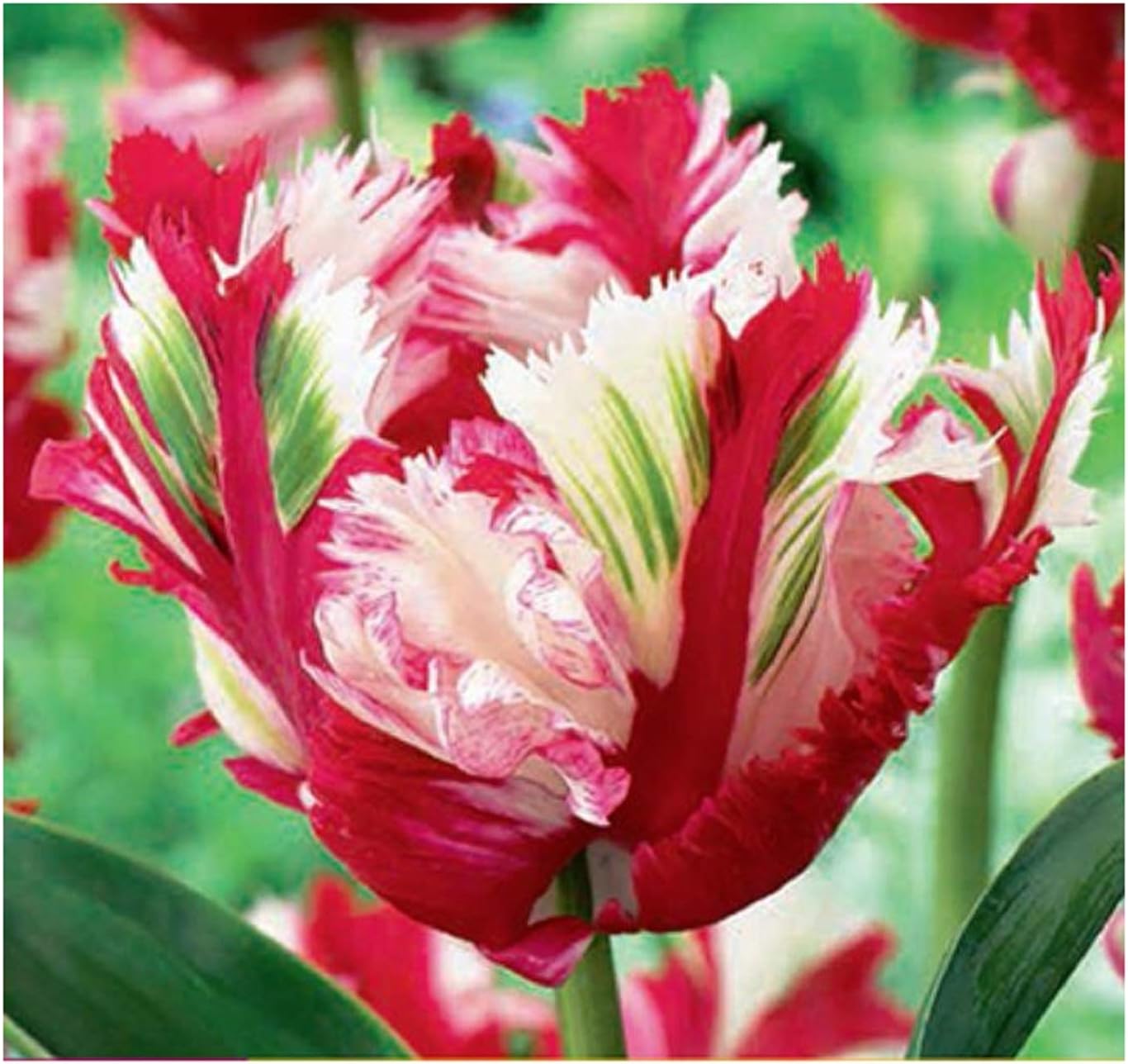 15 X Tulipán Estella Rijnveld-Tulpenzwiebeln Cebolla Tubérculo K ...