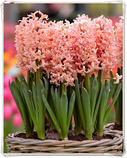 Amazon ヒヤシンス球根 春の庭に咲く美しい鉢植え 寒さに耐えられる花 12球根 花 Amazon ヒヤシンス球根 春の庭に咲く美しい鉢植え 寒さに耐えられる花 12球根 花