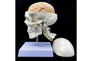 XINDAM Human Skull with Brain and Cervical Vertebra Anatomical Model Life-Size Anatomy for Science Classroom Study Display Teaching Model