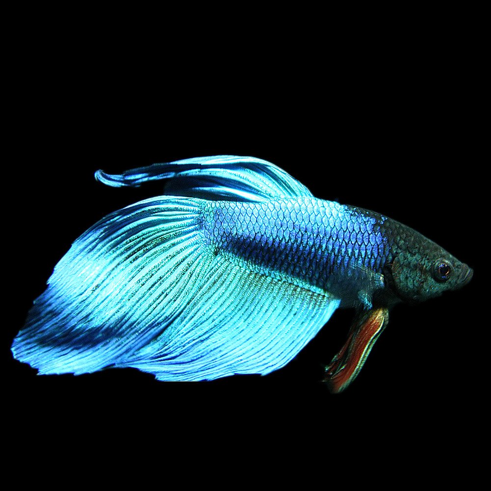 Mua 熱帯魚 ベタ トラディショナル オス 緑系 約5cm 1匹 生体 Tren Amazon Nhật Chinh Hang 21 Fado Mua 熱帯魚 ベタ トラディショナル オス 緑系 約5cm 1匹 生体 Tren Amazon Nhật Chinh Hang 21 Fado