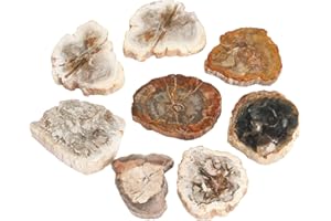 Rockcloud 1.5-3" Natural Irregular Petrified Wood Stones Chakra Healing Stone Specimen Pack of 5
