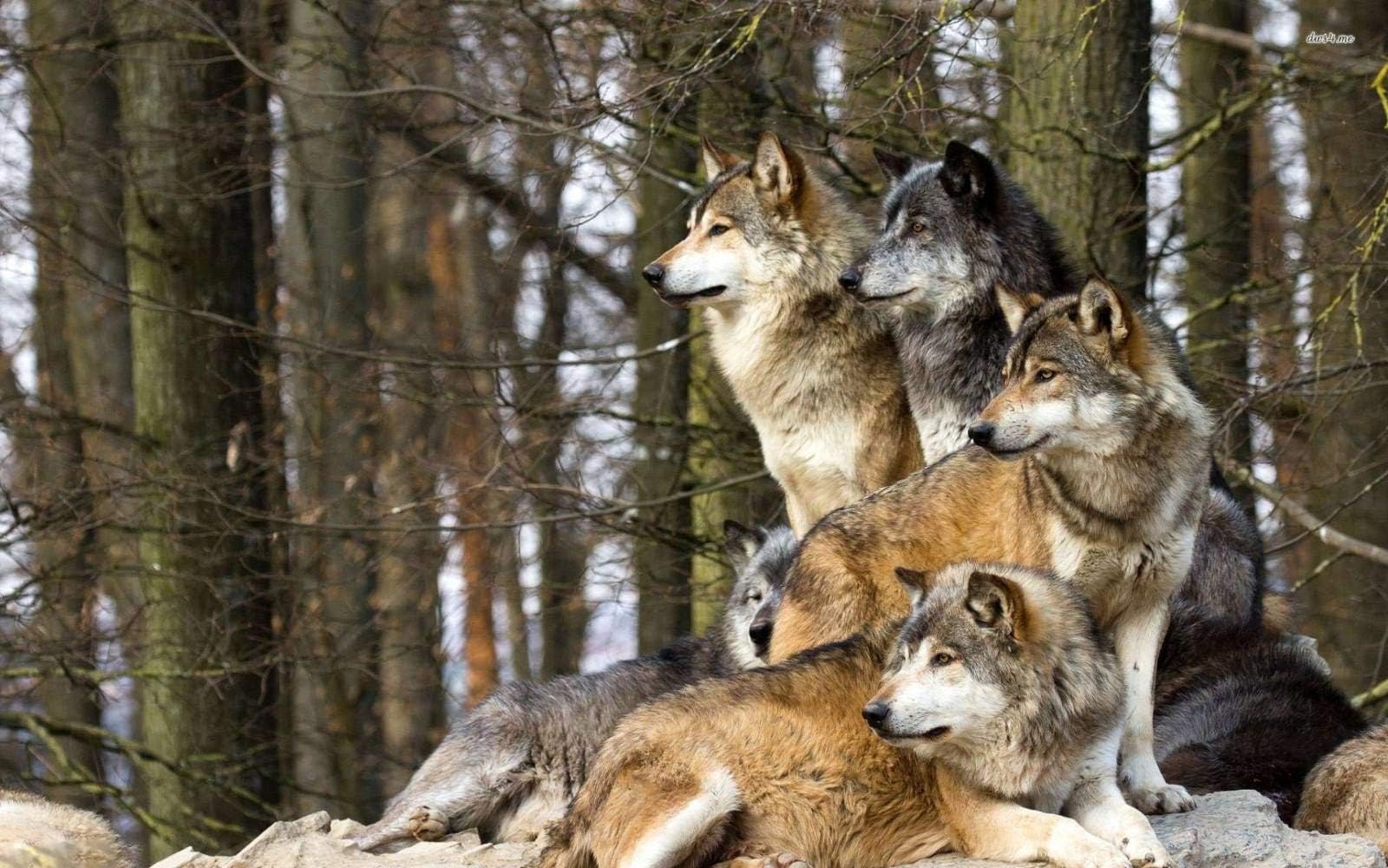 Wolf Family - Jigsaw Puzzles For Kids 500-Piece Diy Wooden Toys Puzzle Games