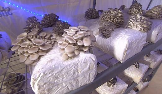 100 gramos de hongos de Pearl Oyster de Mycelium para cultivar ...