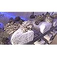 100 Grams/4 oz of Grey Oyster Mushroom Spawn Mycelium to Grow Gourmet and Medicinal Mushrooms at Home or commercially - Use to Grow on Straw or Sawdust Blocks - G1 or G2 Spawn