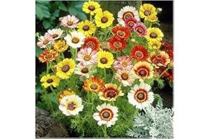 Painted Daisy Seeds - Chrysanthemum Carinatum, 5000 Seeds by Seeds2Go