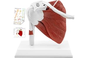 TYRRDE Muscled Shoulder Joint Model, 1:1 Life Size Human Body Right Shoulder Anatomy Model with Ligaments, Clear Muscle Lines, Durable Structure, 3D Removable Base, Manual for Medical Educational Training