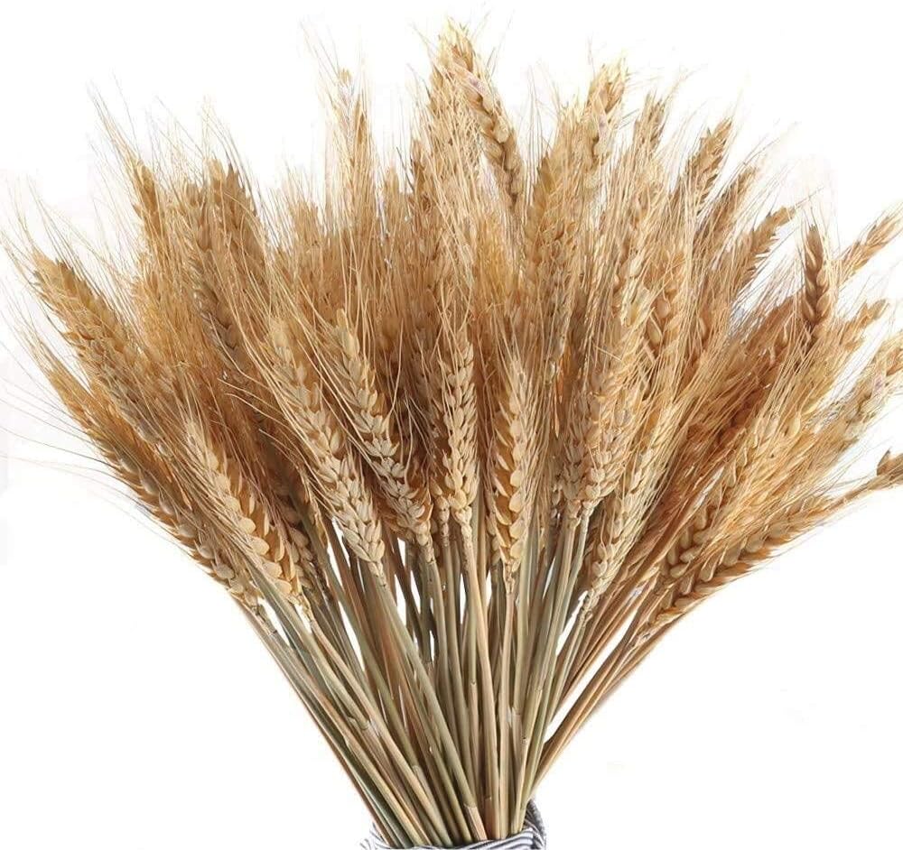 MHMJON 100 Pcs Dried Wheat Sheaves Bundle Golden Natural Wheat Bouquet Bunch Artifical Flowers Fall Arrangement DIY Design Home Table Wedding Party Centerpieces Decorative