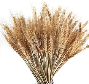 MHMJON 100 Pcs Dried Wheat Sheaves Bundle Golden Natural Wheat Bouquet Bunch Artifical Flowers Fall Arrangement DIY Design Home Table Wedding Party Centerpieces Decorative