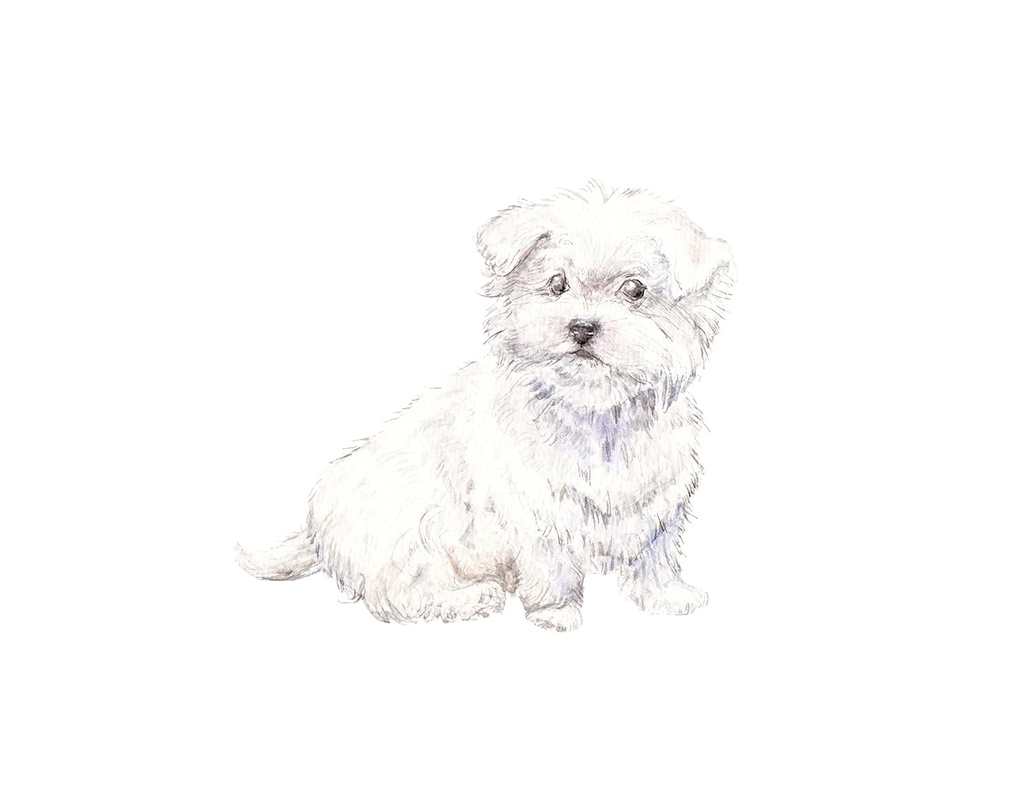 fluffy maltese