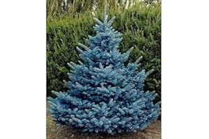 CZ GRAIN Blue Spruce Seeds for Planting | 30 Seeds | Colorado Blue Spruce, Picea pungens glauca | Attractive Trees fro Privacy or Landscaping