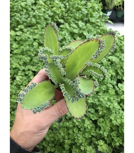 KALANCHOE DAIGREMONTIANA rare mother of thousand mexican hat plant seed 15 seeds