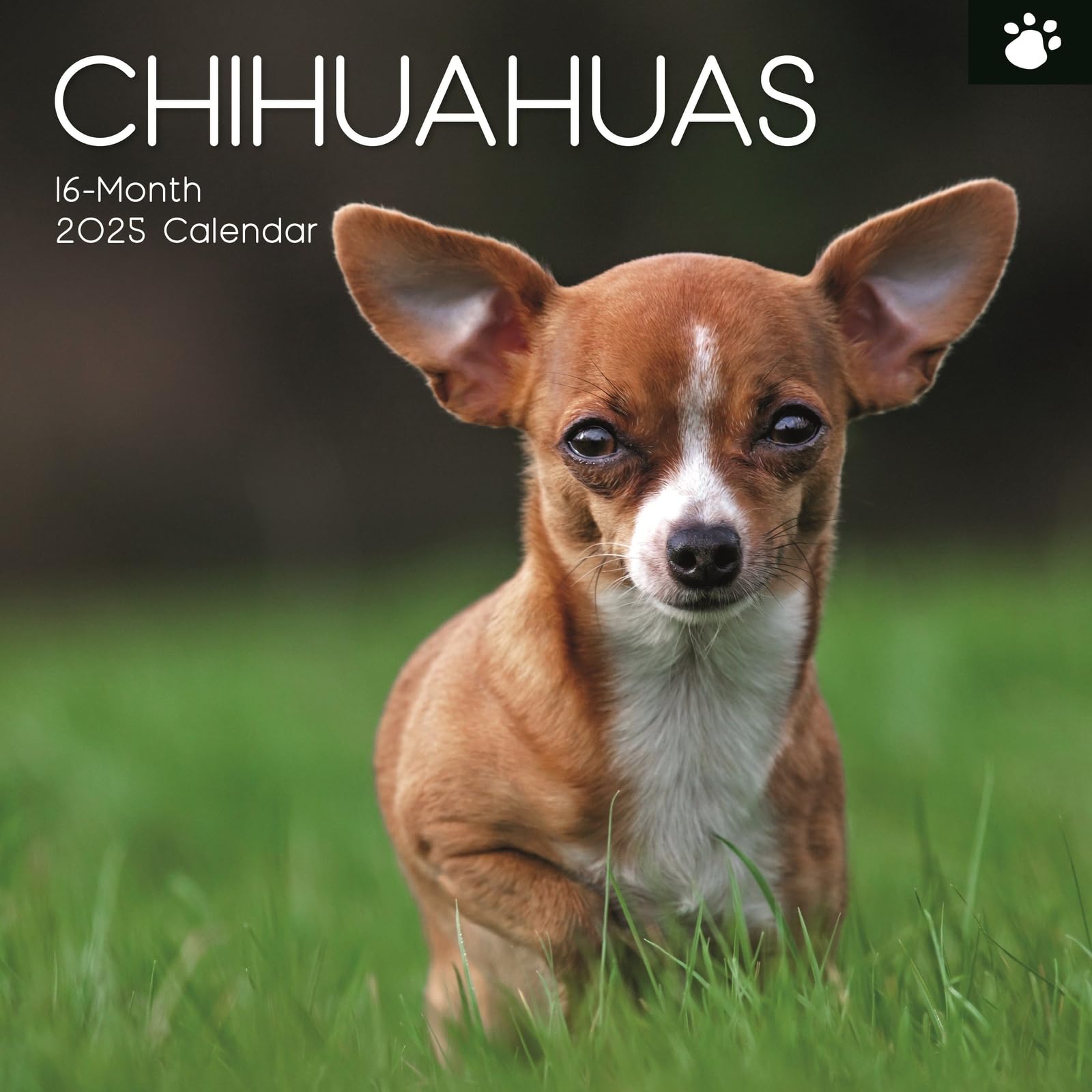 2025 Square Wall Calendar, Chihuahuas, 16-Month Paw Prints Theme with 180 Reminder Stickers (30 x 30 CM)