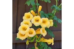 QAUZUY GARDEN 15 Rare Yellow Hummingbird Trumpet Vine (Trumpet Creeper) Campsis Radicans Seeds | Non-GMO Heirloom Flower Seed & Striking Fast-Growing Privacy Screen