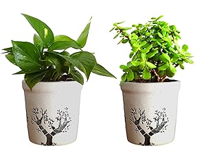 Rolling Nature Combo Of Good Luck Live Money Plant And Jade Plant In White Jar Aroez Ceramic Pot