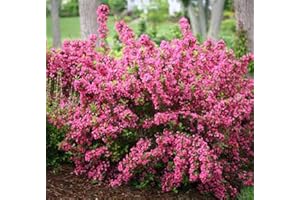 Brighter Blooms - Sonic Bloom Weigela, 3 Gallons - Reblooms with Brilliant Waves of Vibrant Pink Flowers - No Shipping to AZ